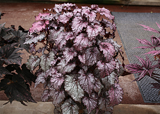 B. ‘Granny’